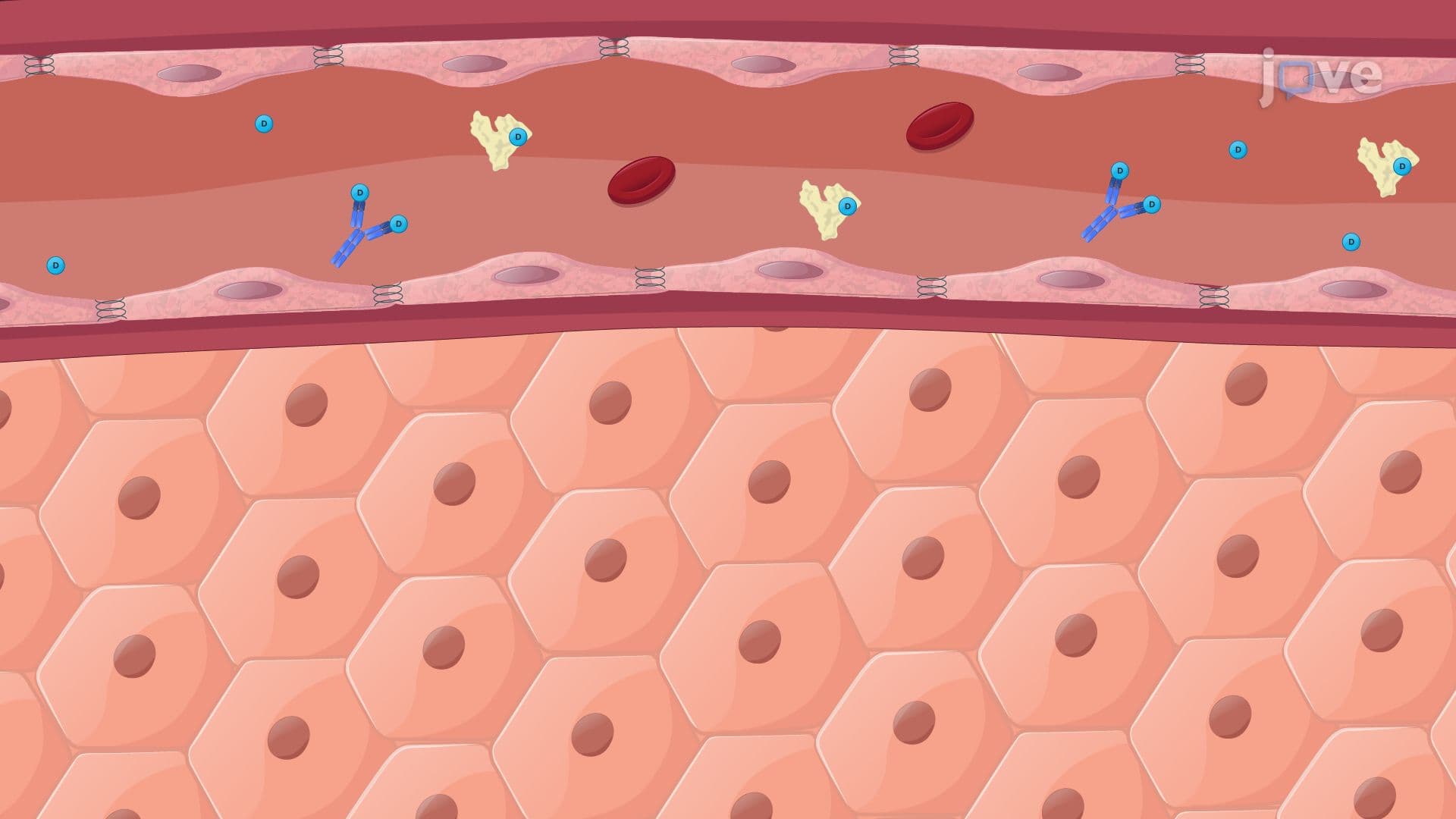 Effect of Hepatic Disease on Pharmacokinetics: Drug Dosing and Hepatic Blood Flow