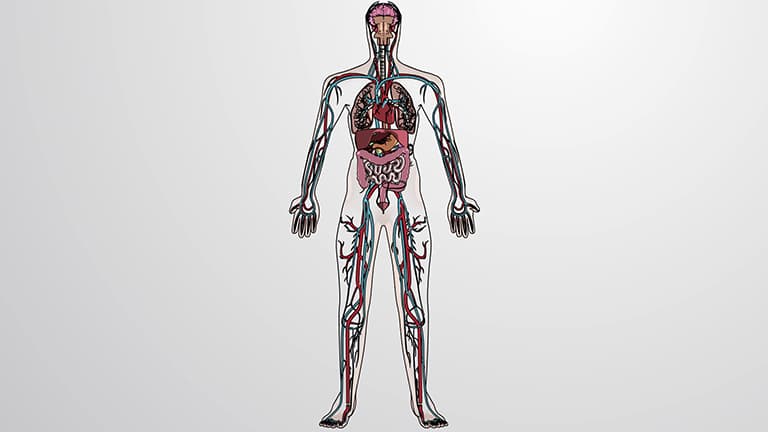 Anatomy of the Circulatory System