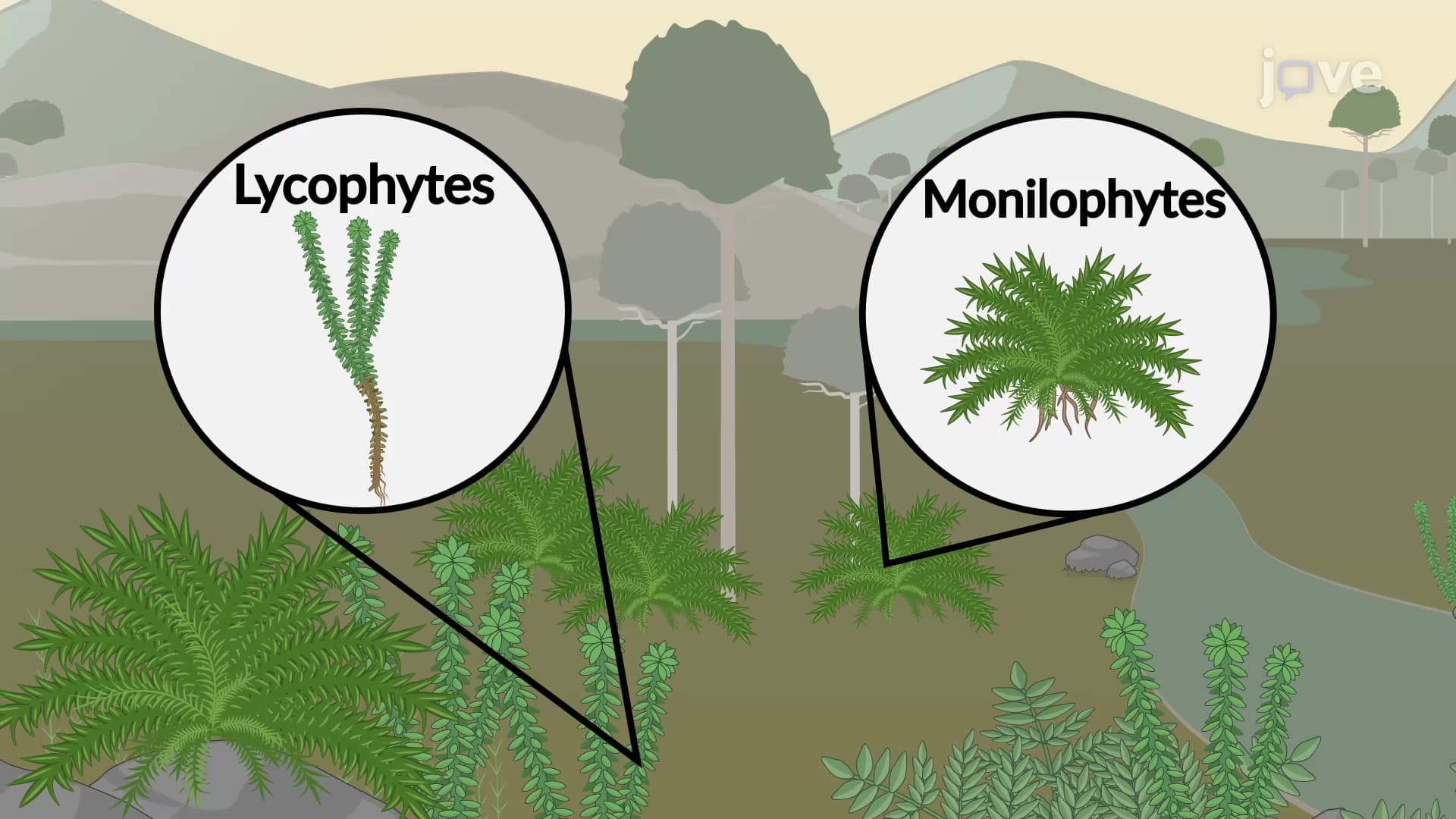 Seedless Vascular Plants