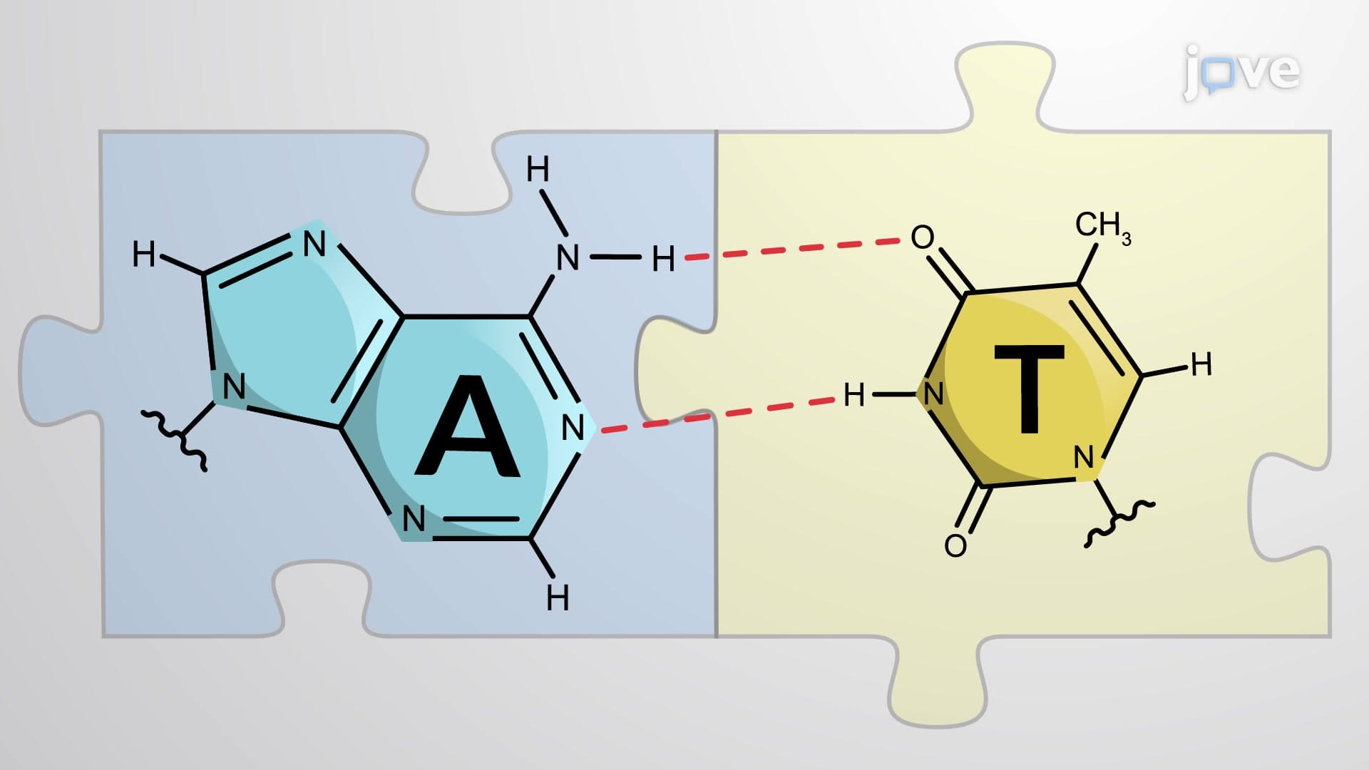 Base-pairing and DNA Repair