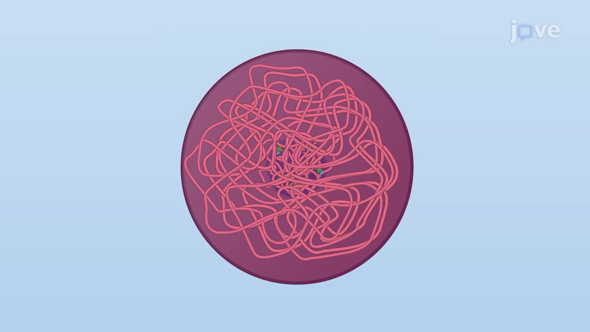 Chromosome Duplication
