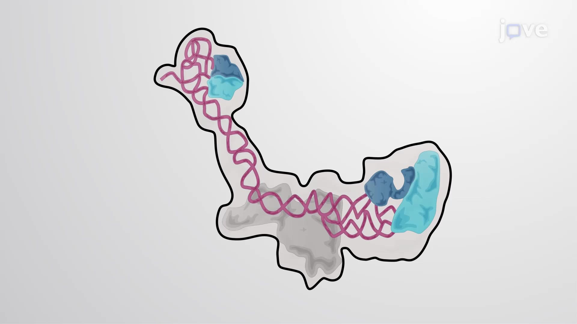 Directing Proteins to the Rough Endoplasmic Reticulum