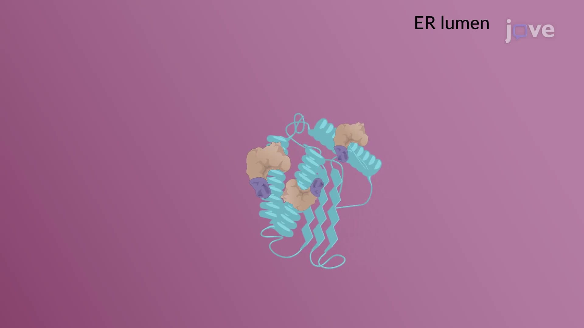Cotranslational Protein Translocation