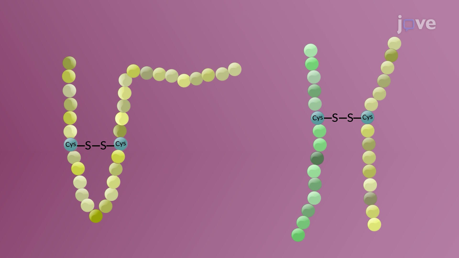 Protein Modifications in the RER