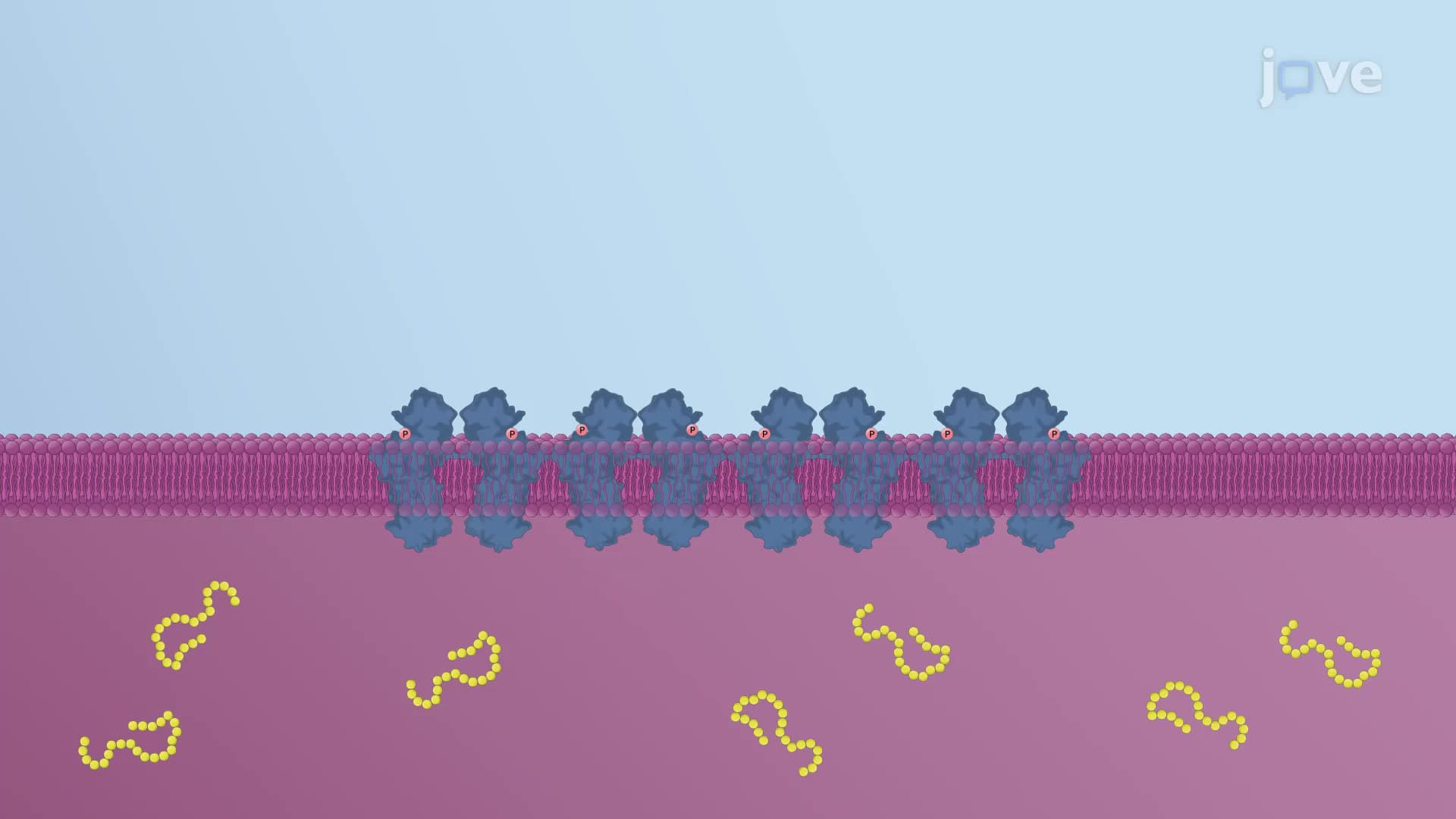 Regulation of the Unfolded Protein Response