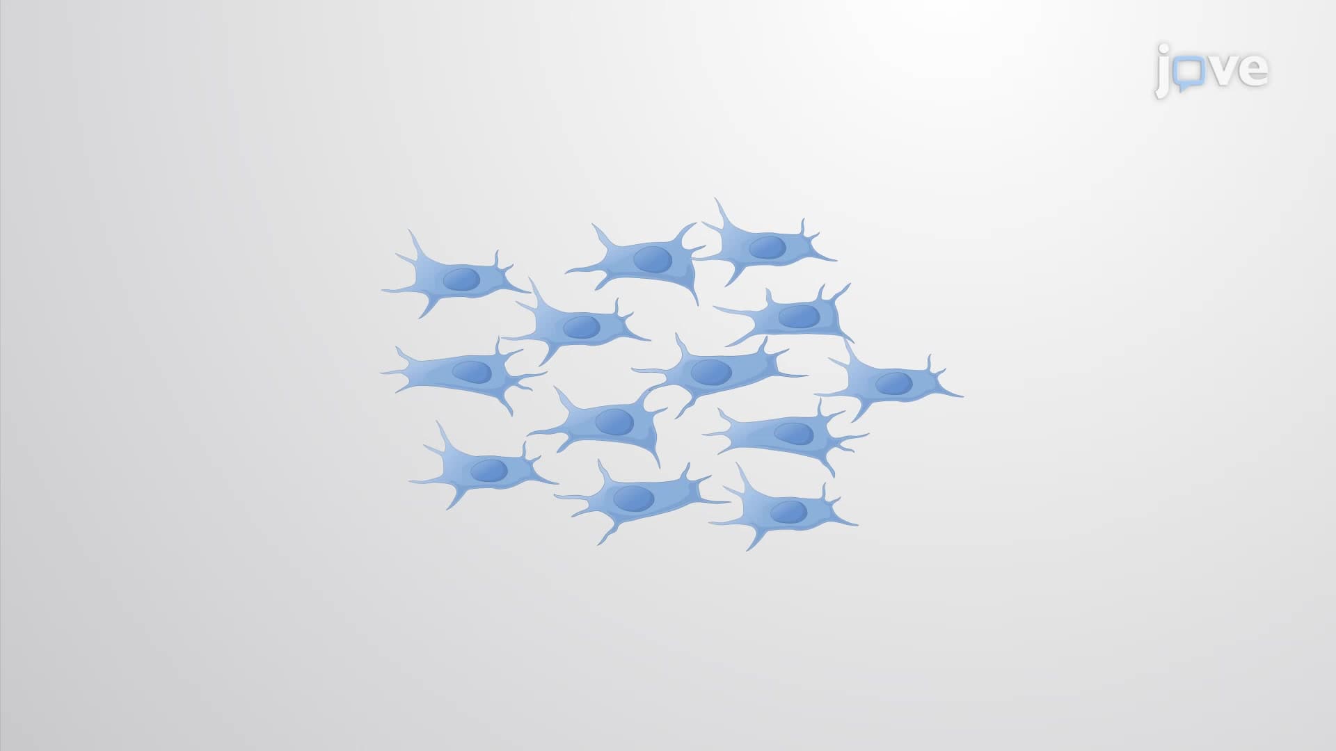 Mesenchymal Stem Cells