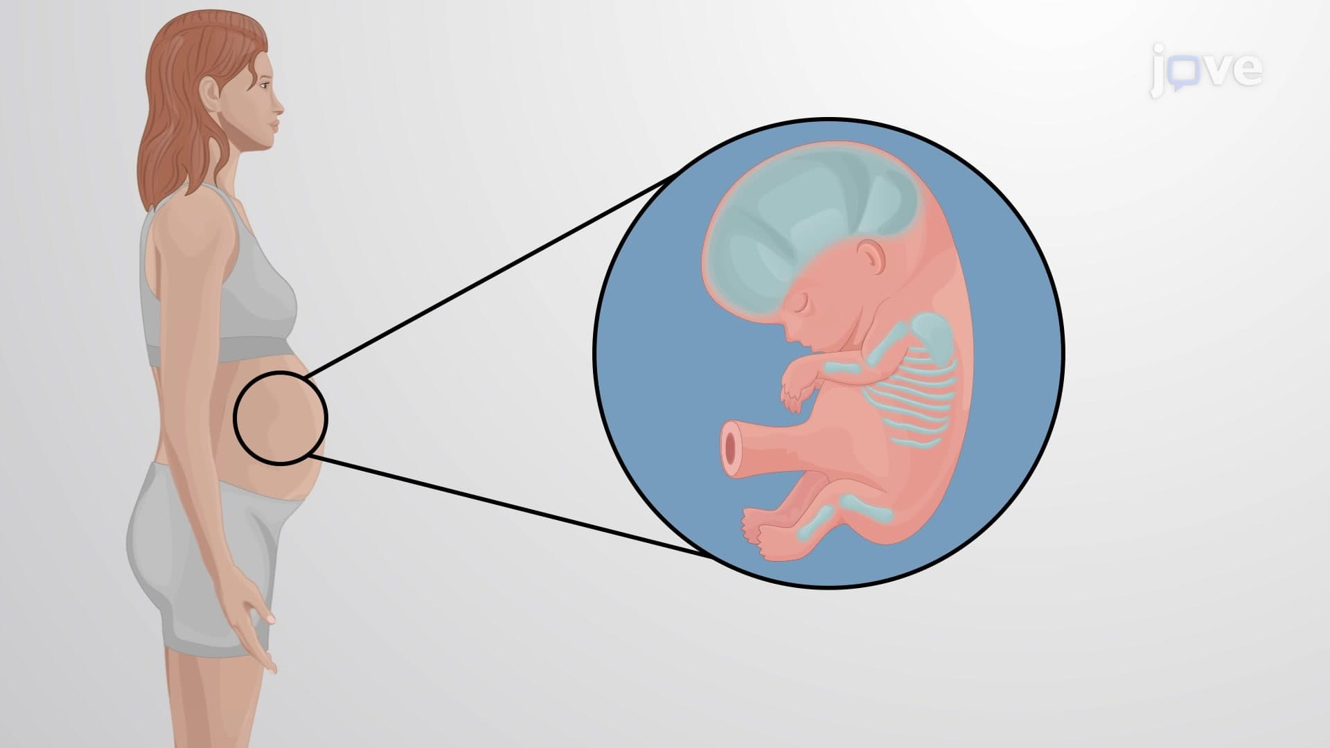 Hormones and Bone Tissue