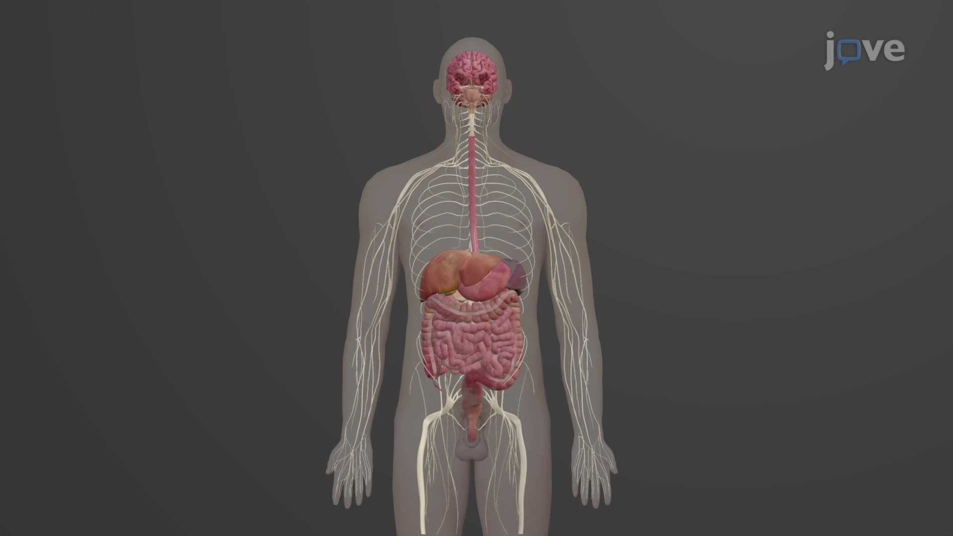 Regulation of the Digestive System
