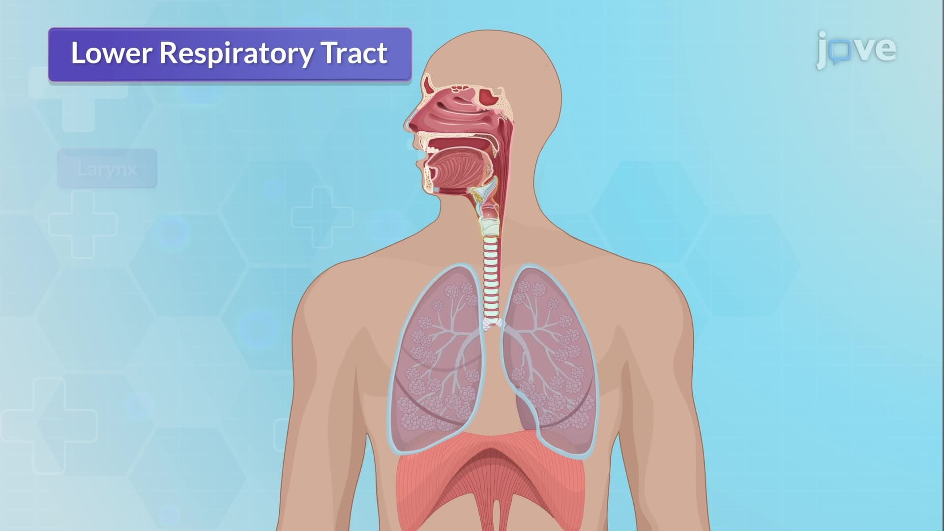 Anatomy of Respiratory System II: Lower Respiratory Tract