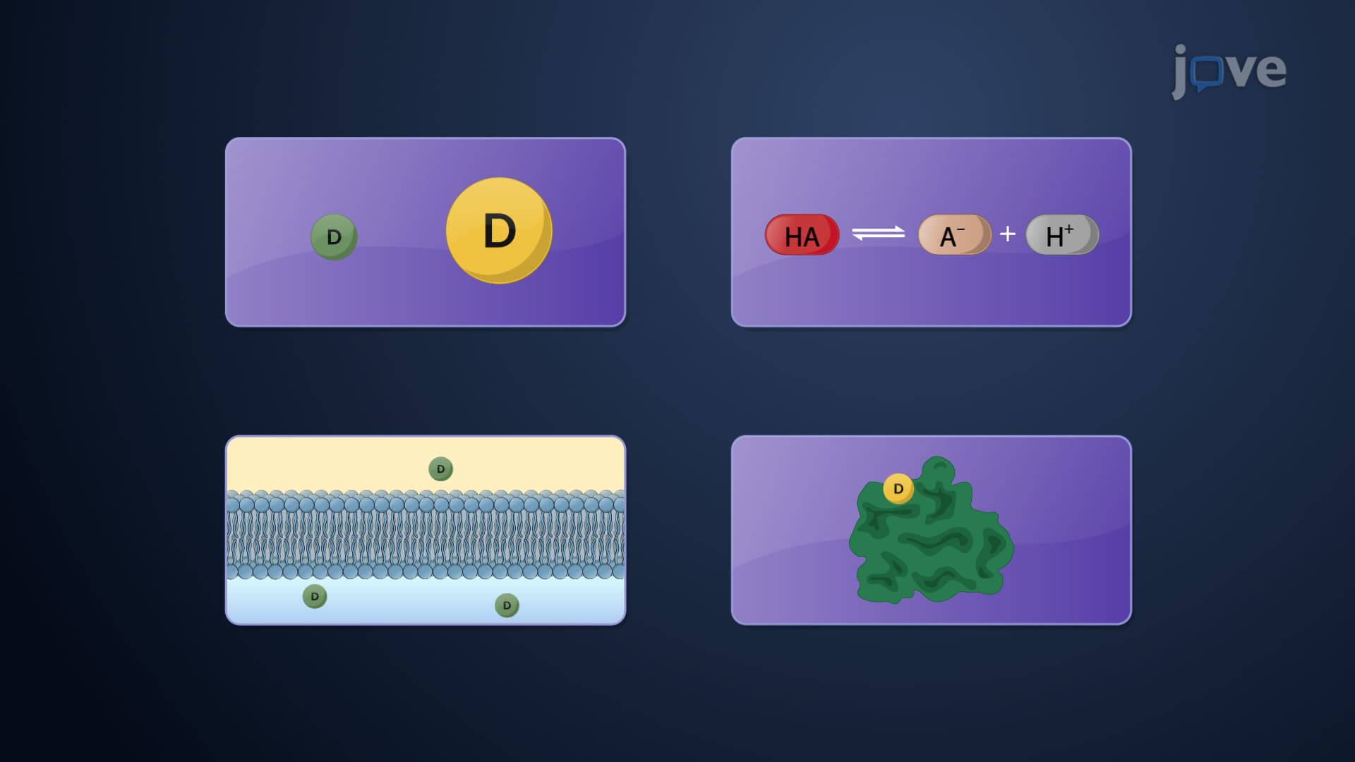 Factors Affecting Drug Distribution: Tissue Permeability